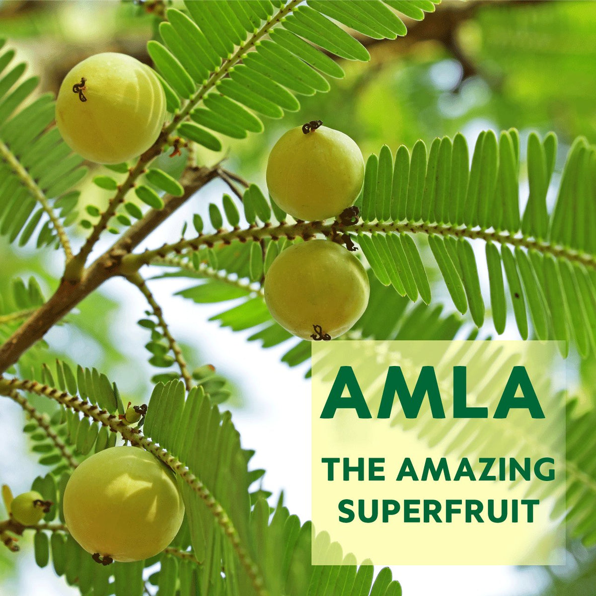 免費贈品：Amla 軟糖｜純素軟糖，含植物性有效成分，適用於健康皮膚、頭髮、消化和免疫力
